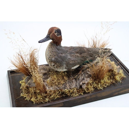 19A - A mid 20th century taxidermy specimen of a mandarin duck, set amongst foliage, in glass and wooden c... 