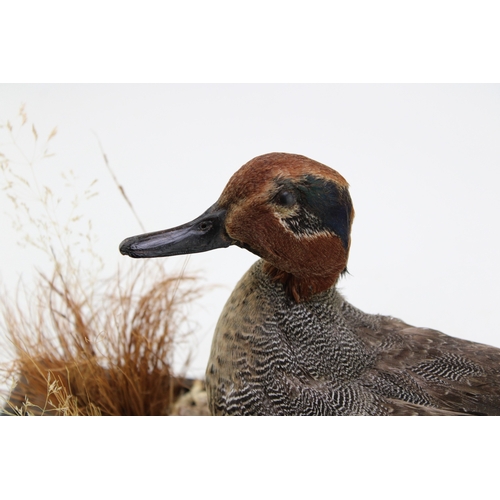 19A - A mid 20th century taxidermy specimen of a mandarin duck, set amongst foliage, in glass and wooden c... 