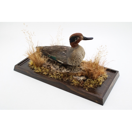 19A - A mid 20th century taxidermy specimen of a mandarin duck, set amongst foliage, in glass and wooden c... 