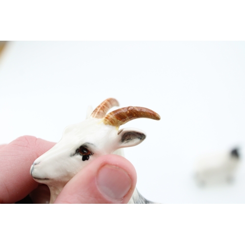 56 - Beswick to include two sheep with two lambs and a Nigerian goat (5).