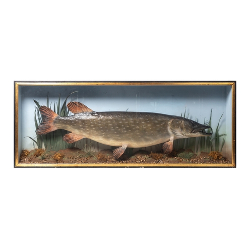 48 - A cased taxidermy pike, in naturalistic setting, skin mounted example c1900, in gilt flat fronted fr... 