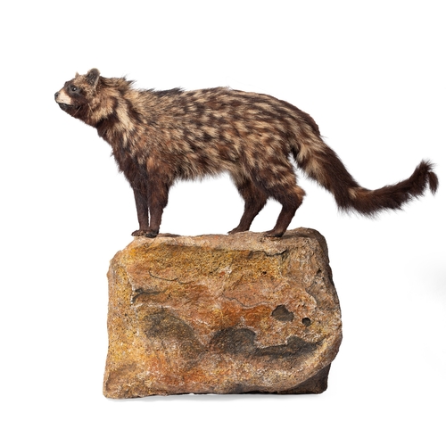 51 - Taxidermy: An African Civet (Civettictis civetta), a full-mount  with head turing to the left, stood... 
