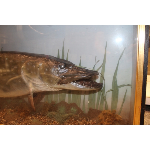 48 - A cased taxidermy pike, in naturalistic setting, skin mounted example c1900, in gilt flat fronted fr... 