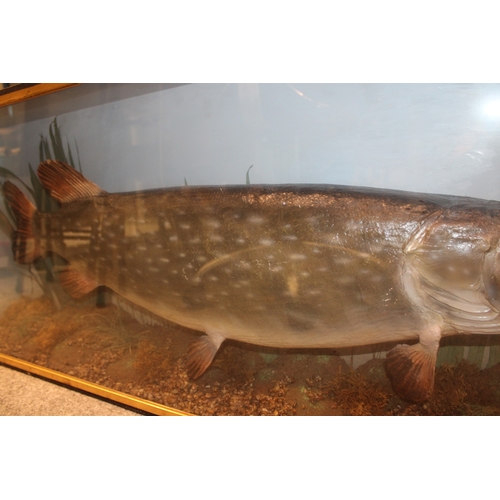 48 - A cased taxidermy pike, in naturalistic setting, skin mounted example c1900, in gilt flat fronted fr... 