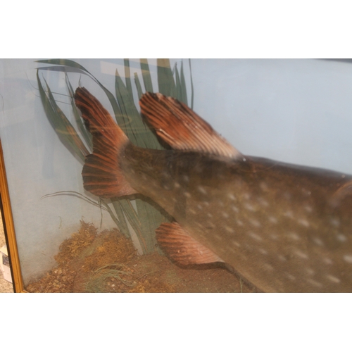 48 - A cased taxidermy pike, in naturalistic setting, skin mounted example c1900, in gilt flat fronted fr... 
