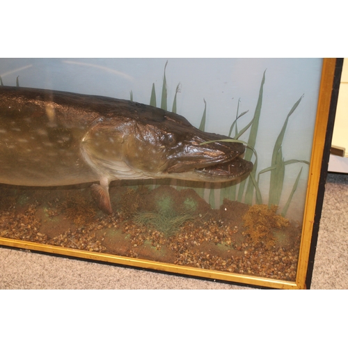 48 - A cased taxidermy pike, in naturalistic setting, skin mounted example c1900, in gilt flat fronted fr... 