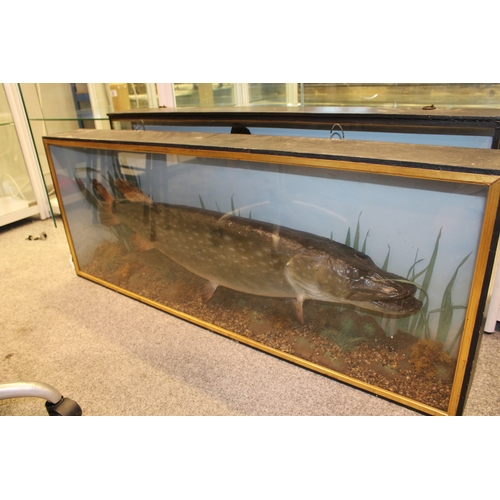 48 - A cased taxidermy pike, in naturalistic setting, skin mounted example c1900, in gilt flat fronted fr... 