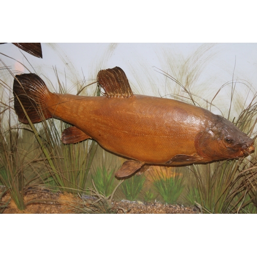 49 - A cased taxidermy trio of Tench case, in naturalistic setting, c1900, skin mounted, in gilt flat fro... 