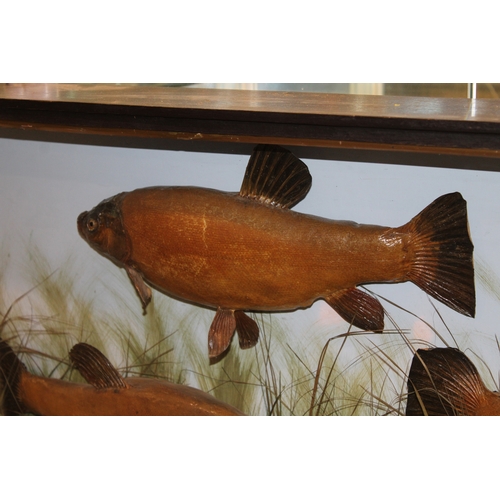 49 - A cased taxidermy trio of Tench case, in naturalistic setting, c1900, skin mounted, in gilt flat fro... 