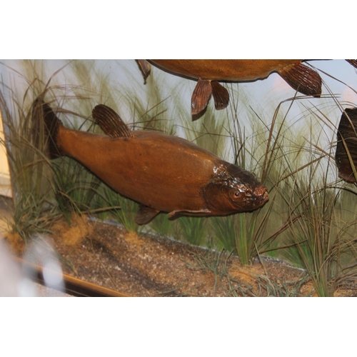 49 - A cased taxidermy trio of Tench case, in naturalistic setting, c1900, skin mounted, in gilt flat fro... 