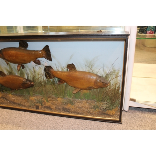 49 - A cased taxidermy trio of Tench case, in naturalistic setting, c1900, skin mounted, in gilt flat fro... 
