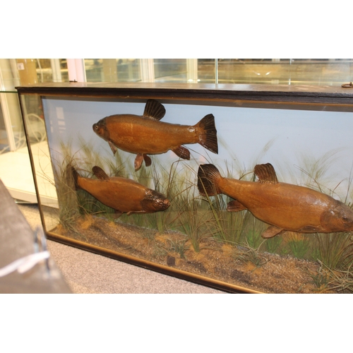 49 - A cased taxidermy trio of Tench case, in naturalistic setting, c1900, skin mounted, in gilt flat fro... 