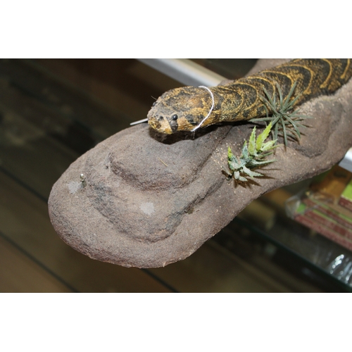 50 - Taxidermy: a 20th centruy taxidermy snake, possibly a Western Hognose, mounted on naturalistic base,... 