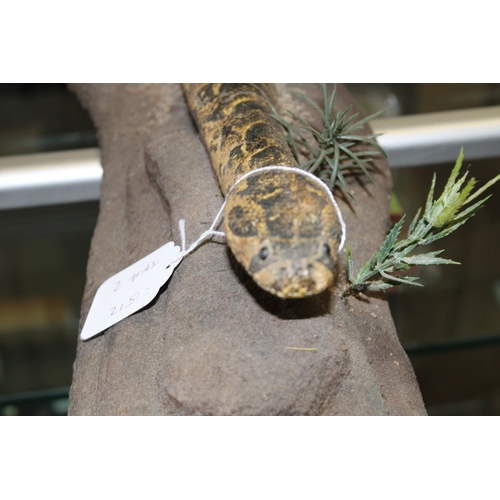 50 - Taxidermy: a 20th centruy taxidermy snake, possibly a Western Hognose, mounted on naturalistic base,... 