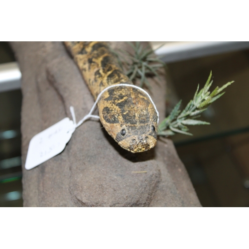 50 - Taxidermy: a 20th centruy taxidermy snake, possibly a Western Hognose, mounted on naturalistic base,... 