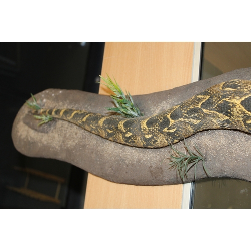 50 - Taxidermy: a 20th centruy taxidermy snake, possibly a Western Hognose, mounted on naturalistic base,... 