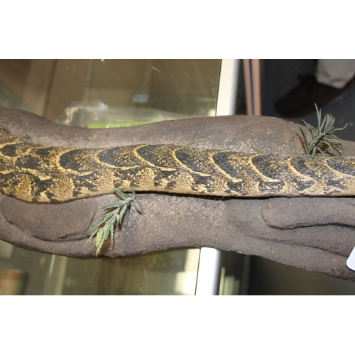 50 - Taxidermy: a 20th centruy taxidermy snake, possibly a Western Hognose, mounted on naturalistic base,... 