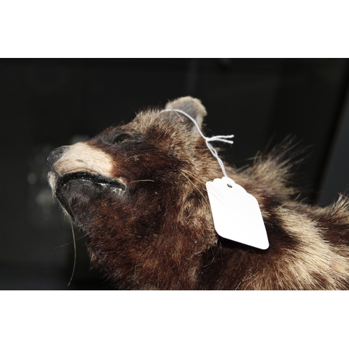 51 - Taxidermy: An African Civet (Civettictis civetta), a full-mount  with head turing to the left, stood... 