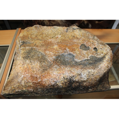 51 - Taxidermy: An African Civet (Civettictis civetta), a full-mount  with head turing to the left, stood... 
