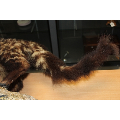 51 - Taxidermy: An African Civet (Civettictis civetta), a full-mount  with head turing to the left, stood... 
