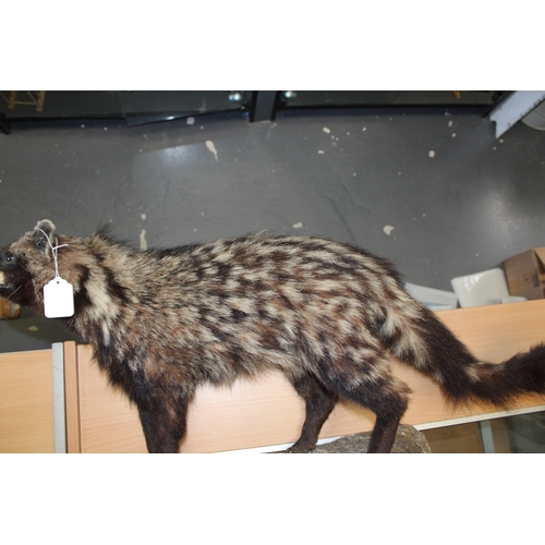 51 - Taxidermy: An African Civet (Civettictis civetta), a full-mount  with head turing to the left, stood... 