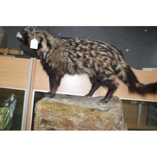 51 - Taxidermy: An African Civet (Civettictis civetta), a full-mount  with head turing to the left, stood... 