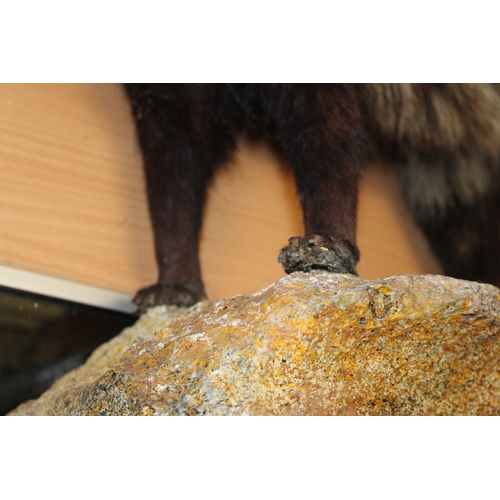 51 - Taxidermy: An African Civet (Civettictis civetta), a full-mount  with head turing to the left, stood... 