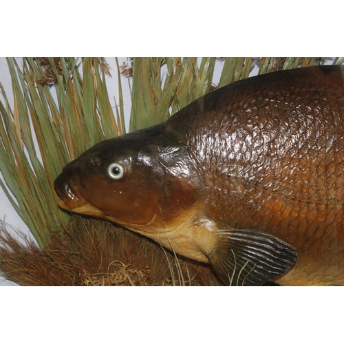 52 - Cased taxidermy Bream, a good example of a Bream in naturalistic river bed setting mounted in bow fr... 