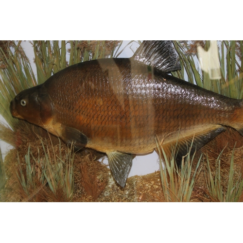 52 - Cased taxidermy Bream, a good example of a Bream in naturalistic river bed setting mounted in bow fr... 
