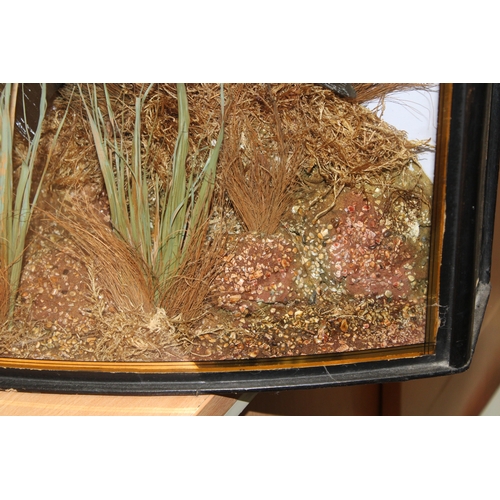 52 - Cased taxidermy Bream, a good example of a Bream in naturalistic river bed setting mounted in bow fr... 