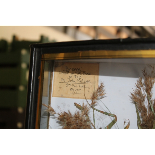 52 - Cased taxidermy Bream, a good example of a Bream in naturalistic river bed setting mounted in bow fr... 