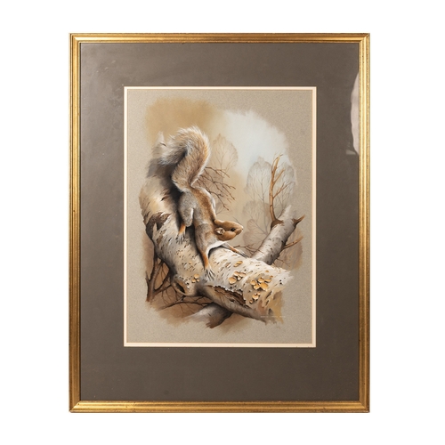 21 - Terance James Bond, b1946, a squirrel perched on a branch, signed gouache on coloured paper, 55cm x ... 