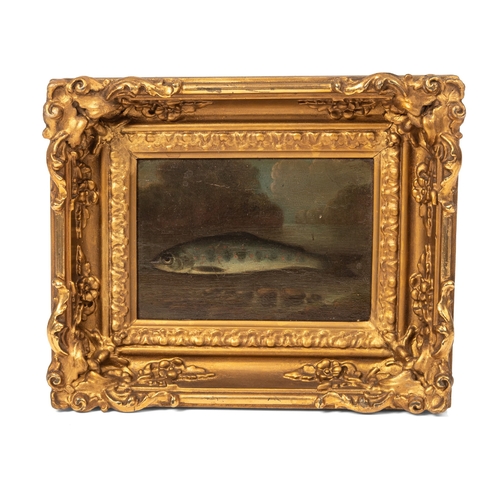 22 - A small 19th century oil on board depicting a fish in primitive / naive natural history style, likel... 
