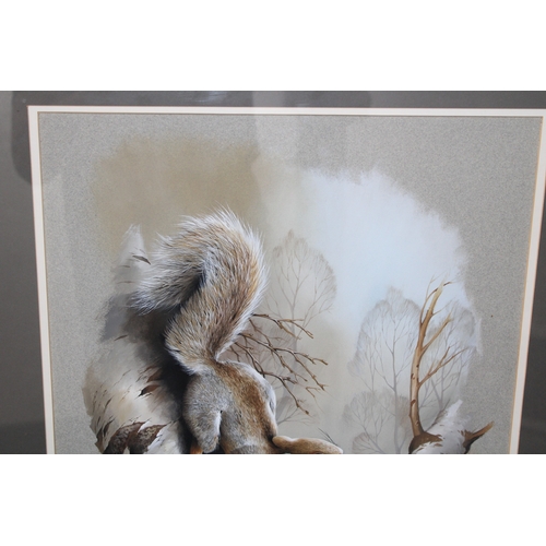 21 - Terance James Bond, b1946, a squirrel perched on a branch, signed gouache on coloured paper, 55cm x ... 