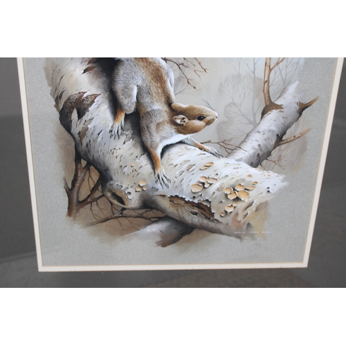 21 - Terance James Bond, b1946, a squirrel perched on a branch, signed gouache on coloured paper, 55cm x ... 