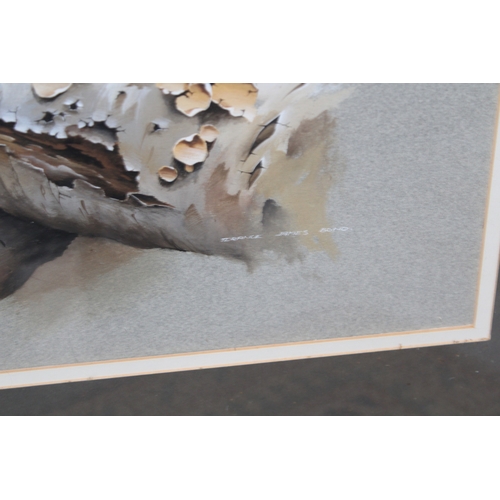 21 - Terance James Bond, b1946, a squirrel perched on a branch, signed gouache on coloured paper, 55cm x ... 