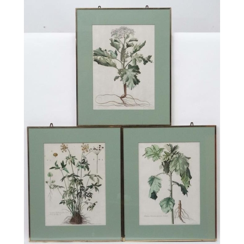 36 - Nicolas Robert ( 1610-1685 ) , 3 x handcoloured Botanical prints, '' Angelica Acadiensis , flore lut... 