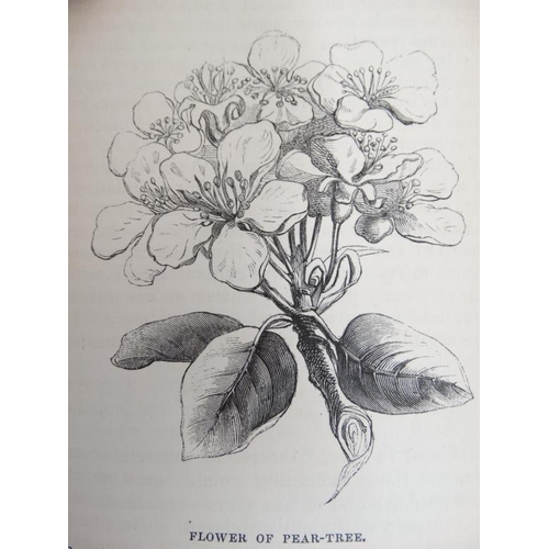 368 - Books: '' The Forest Trees of Britain '' in two volumes , by the Rev C.A Jones, printed for The Soci... 