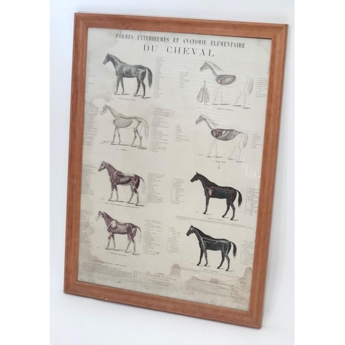 102 - Framed 'anatomy of the horse' ( French)  Please Note -  we do not make reference to the condition of... 