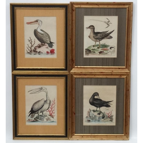 242 - After George Edwards ( 1694-1773)   Naturalist, Four original hand coloured engravings 1943-1953, Fr... 