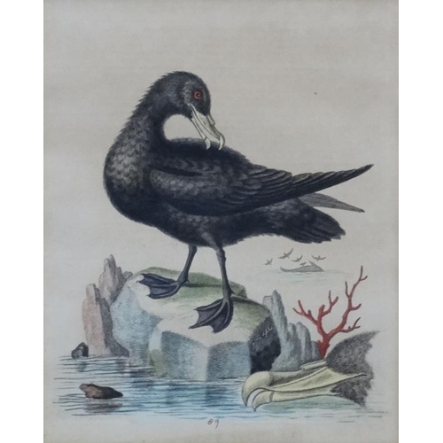 242 - After George Edwards ( 1694-1773)   Naturalist, Four original hand coloured engravings 1943-1953, Fr... 