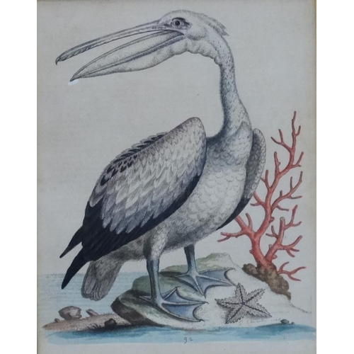 242 - After George Edwards ( 1694-1773)   Naturalist, Four original hand coloured engravings 1943-1953, Fr... 