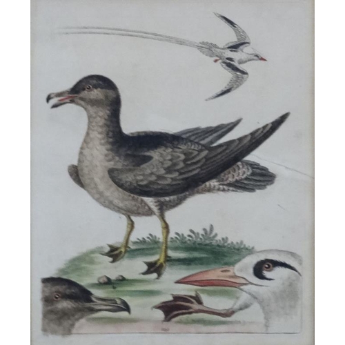 242 - After George Edwards ( 1694-1773)   Naturalist, Four original hand coloured engravings 1943-1953, Fr... 