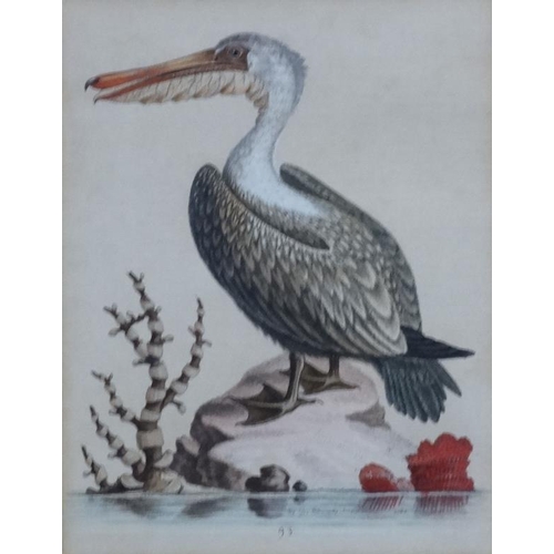 242 - After George Edwards ( 1694-1773)   Naturalist, Four original hand coloured engravings 1943-1953, Fr... 