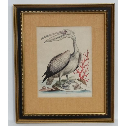 242 - After George Edwards ( 1694-1773)   Naturalist, Four original hand coloured engravings 1943-1953, Fr... 