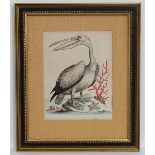 242 - After George Edwards ( 1694-1773)   Naturalist, Four original hand coloured engravings 1943-1953, Fr... 