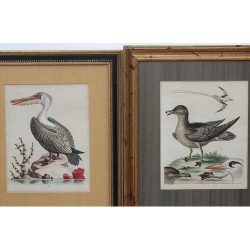 242 - After George Edwards ( 1694-1773)   Naturalist, Four original hand coloured engravings 1943-1953, Fr... 