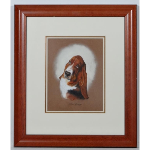 70 - Debbie Gillingham (1965), Canine School, Pastel on paper, Portrait of a Basset Hound dog, Signed low... 