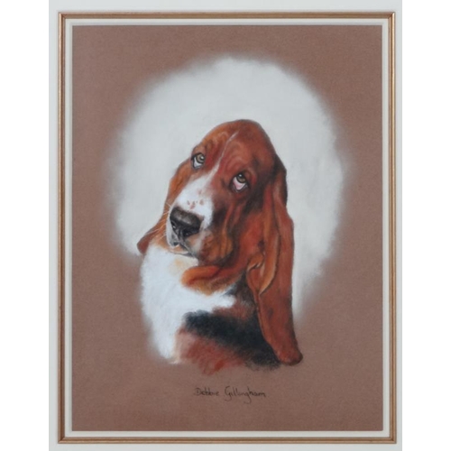 70 - Debbie Gillingham (1965), Canine School, Pastel on paper, Portrait of a Basset Hound dog, Signed low... 