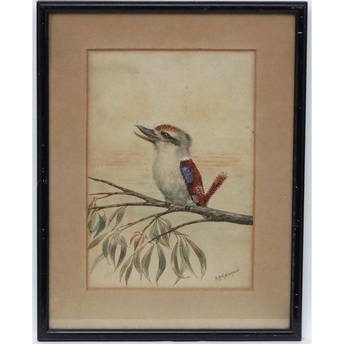 71 - A P H Simpson  early XX Australia, Watercolour,  Kookaburra on a Eucalyptus tree branch, Signed lowe... 